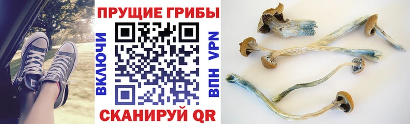 Псилоцибиновые грибы MAGIC MUSHROOMS  это как зайти  Астрахань 